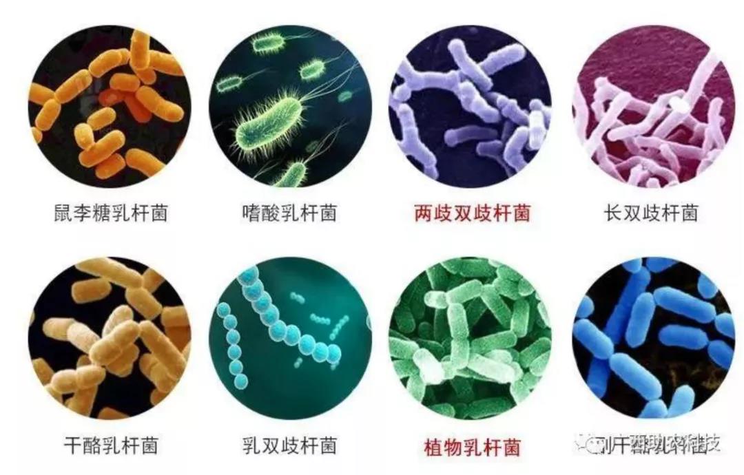 益生菌 人體的“靈丹妙藥”